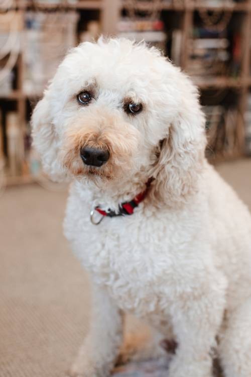 Meet Our Team for Custom Window Treatments Near Gresham & Portland, Oregon (OR) like The Shop Dog Rascal